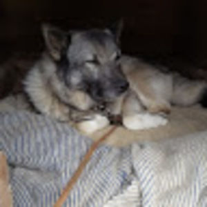 Meet your Posher, Nora